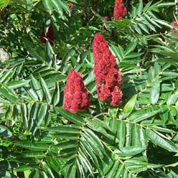 Sumac de Virginie / Rhus typhina